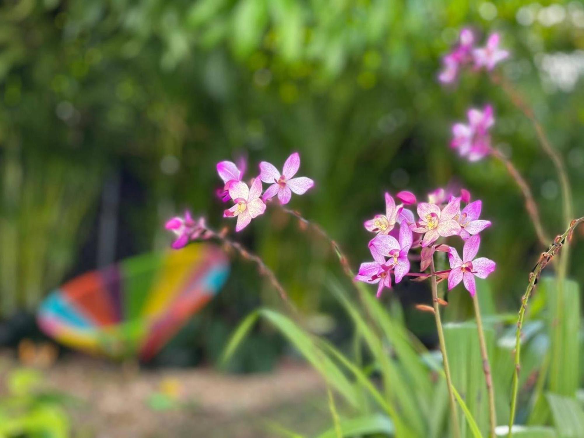 Experience Magic: Tropical Pool Escape Holiday home *